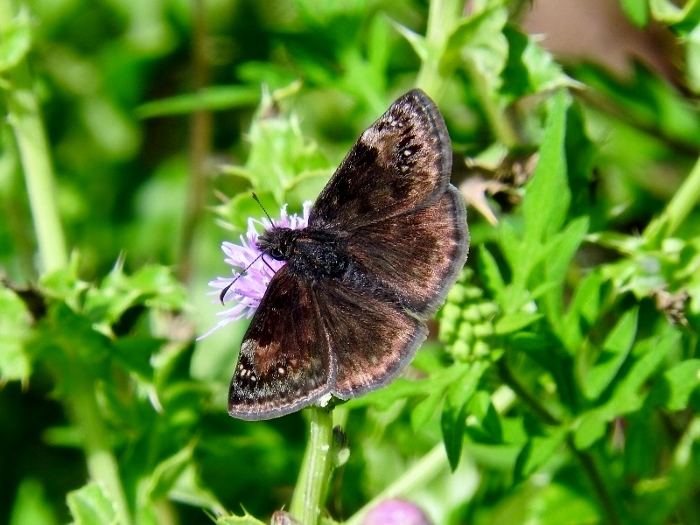 Wild Indigo Duskywing