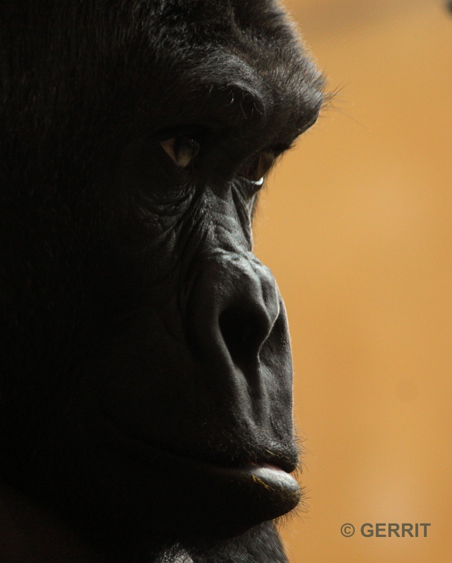 Ouwehands Dierenpark