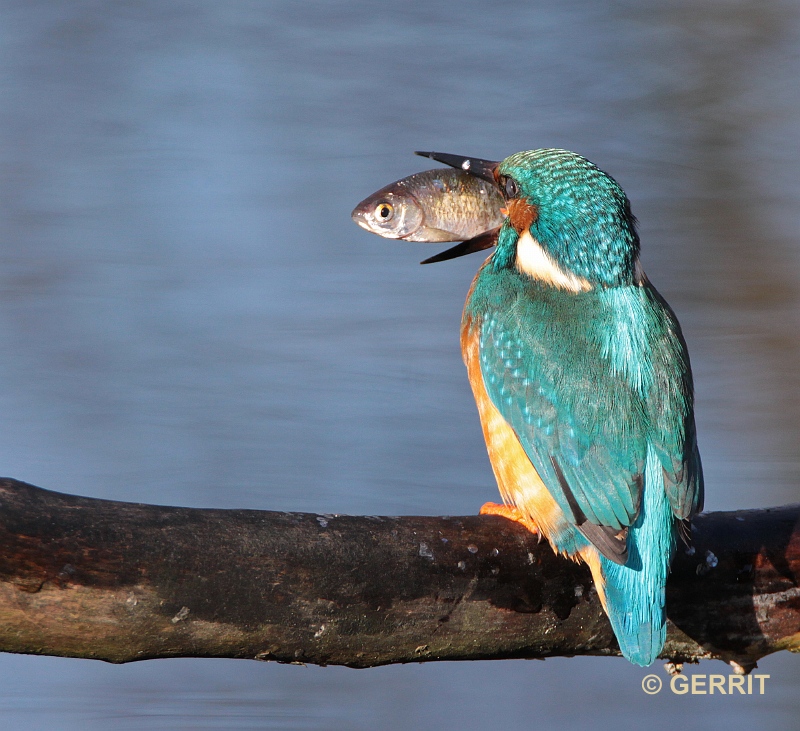 IJsvogel