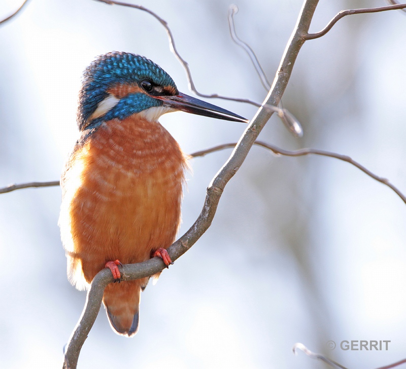IJsvogel