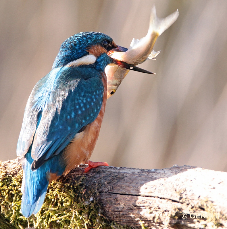 IJsvogel