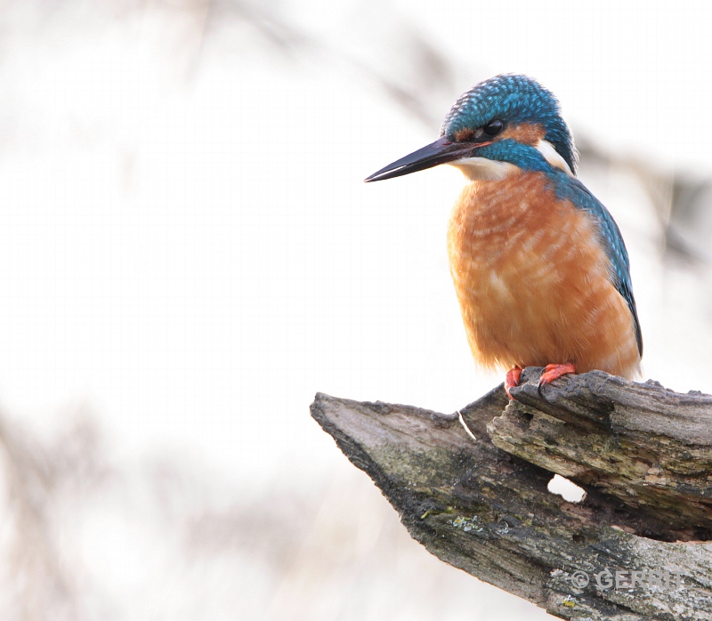 IJsvogel