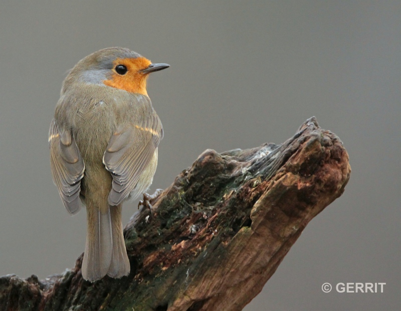 Roodborst