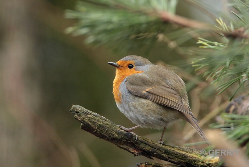 Roodborst