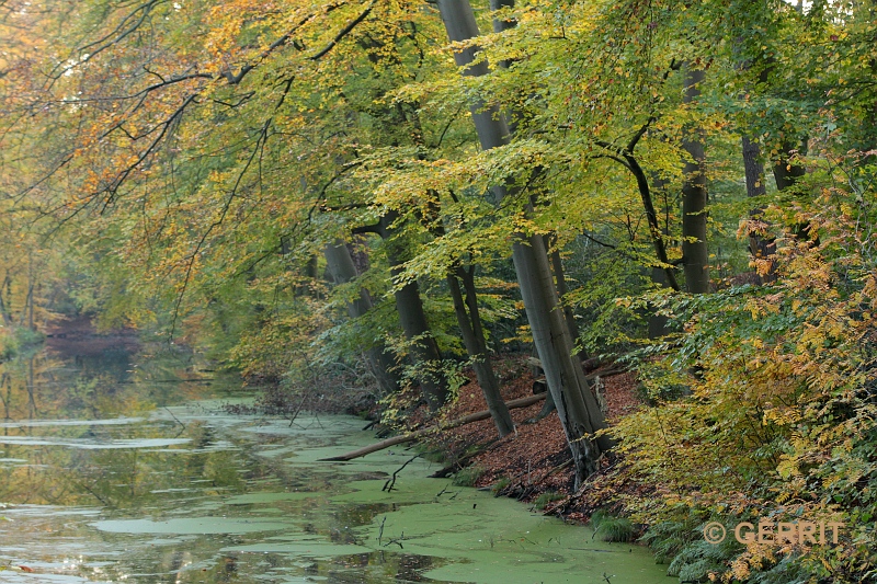 Herfst; bossen s Graveland
