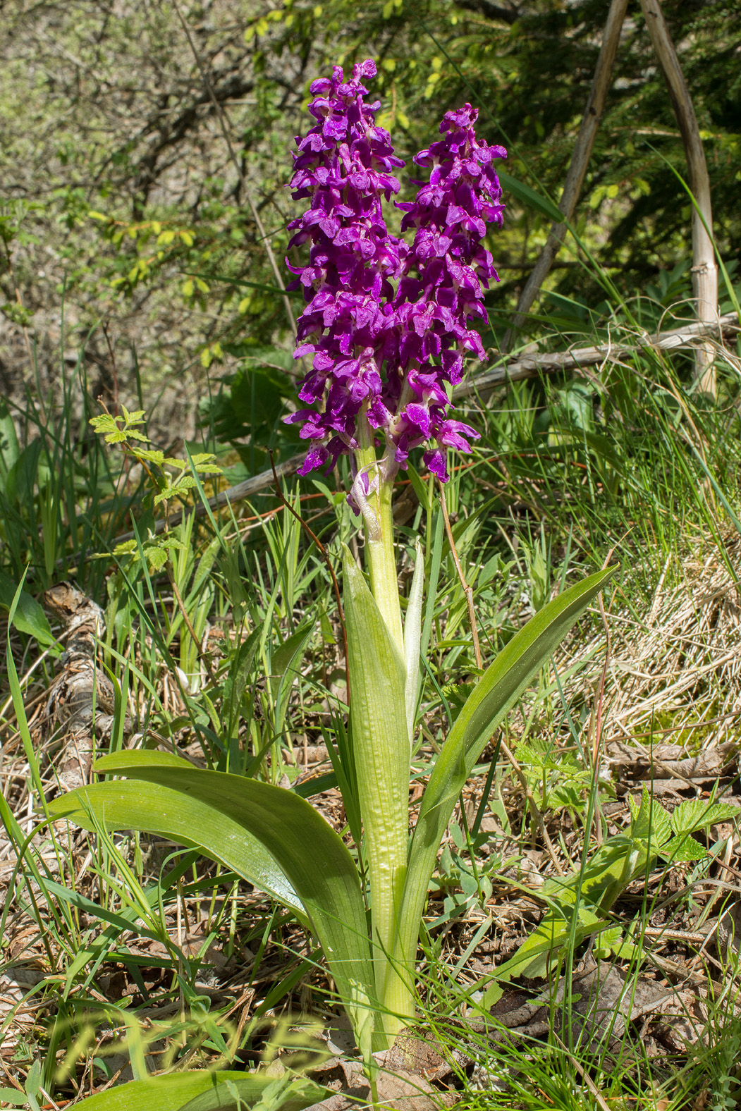 Orchis mascula, vertakt - double