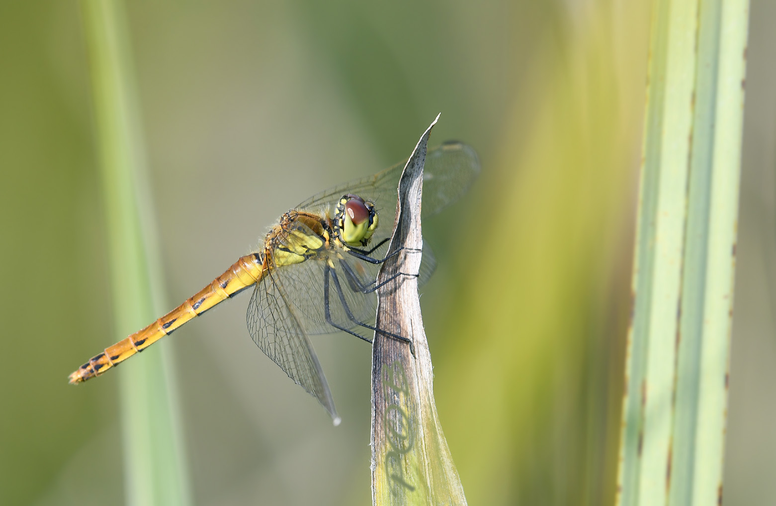 Kempense heidelibel vrouw - Sympetrum depressiusculum
