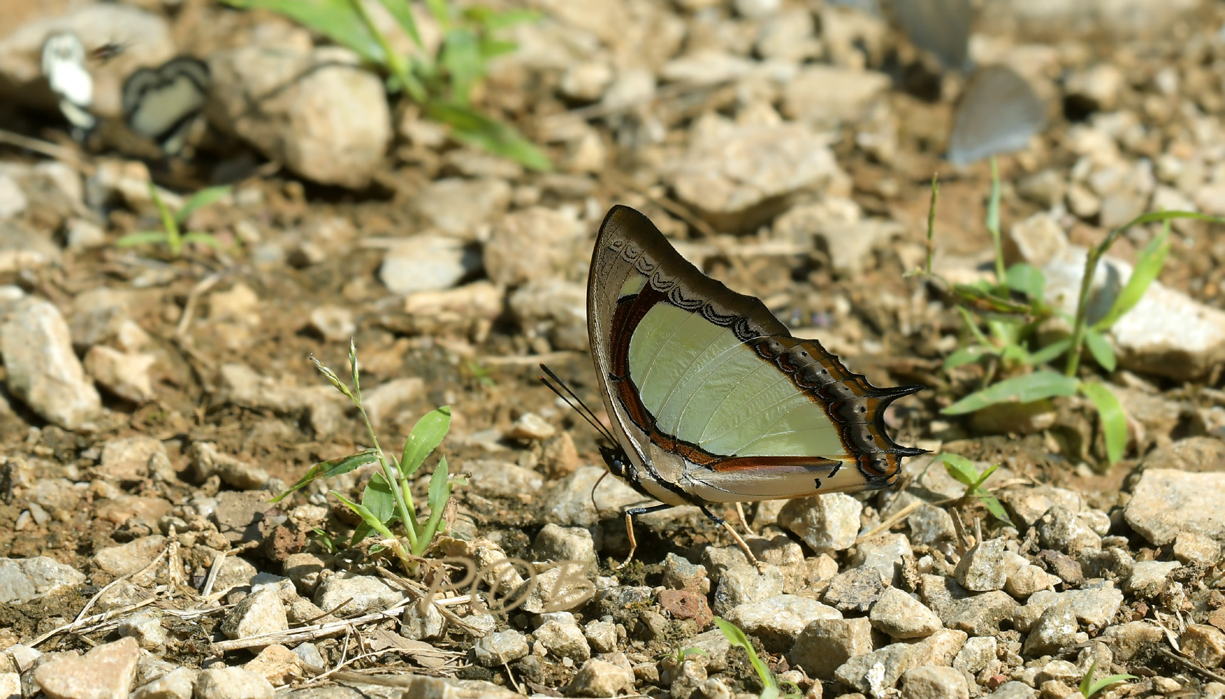 Indian yellow nawap, Polyura jalysus