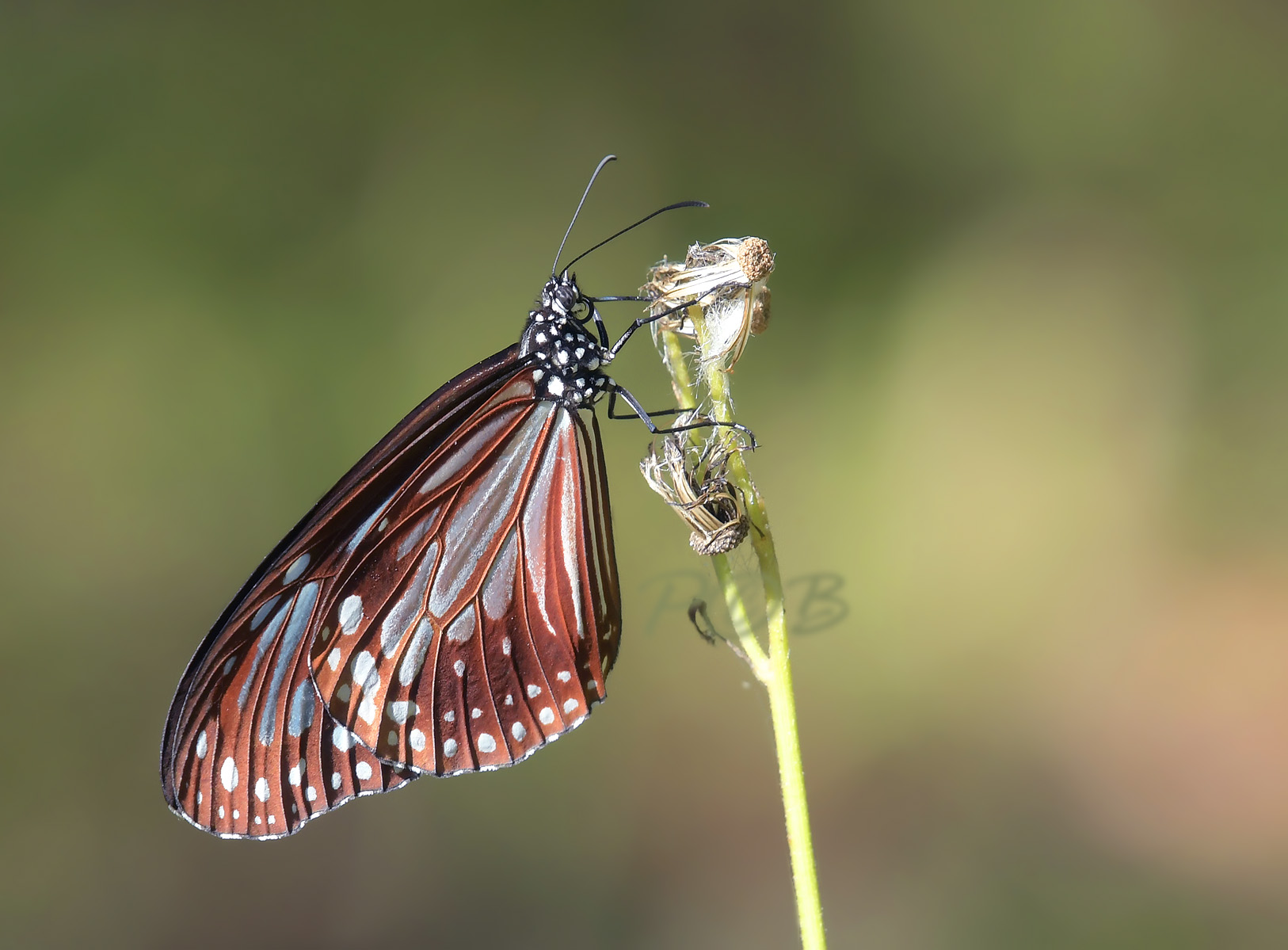 Ideopsis similis