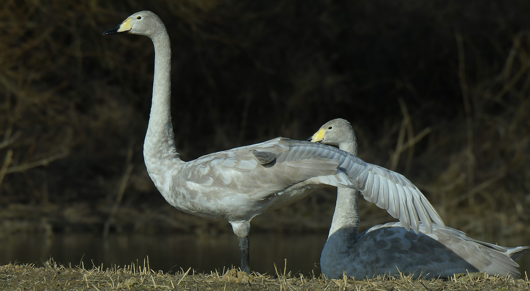 Wilde zwaan juveniel 