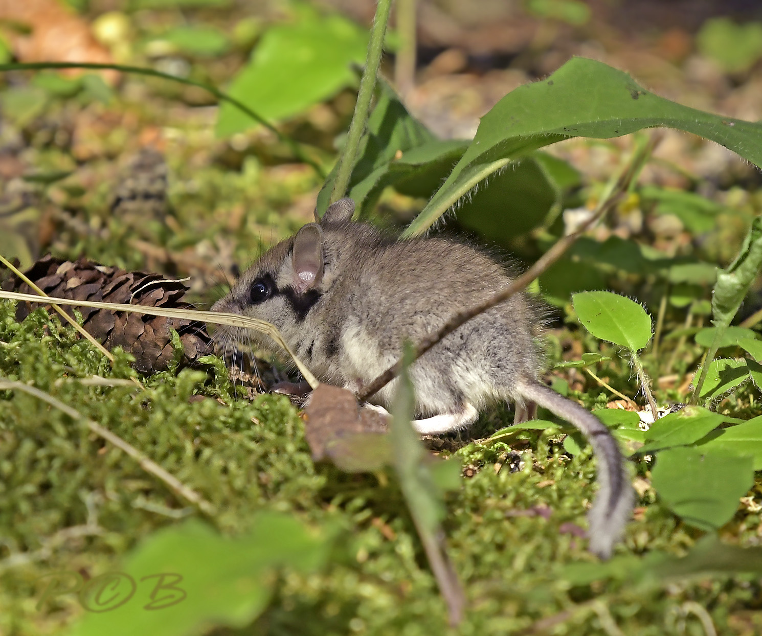 Eikelmuis, Eliomys quercinus