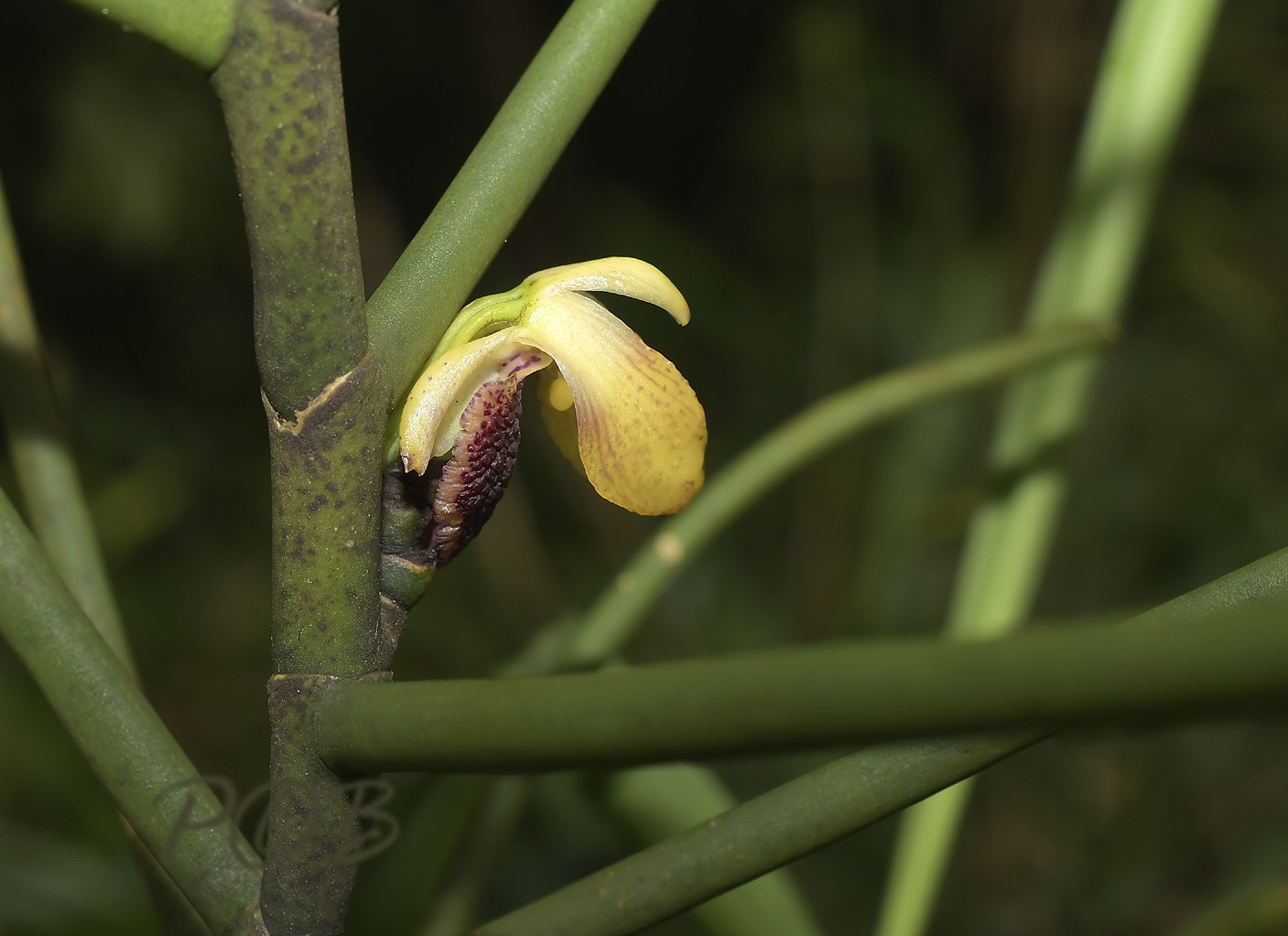 Luisia thailandica