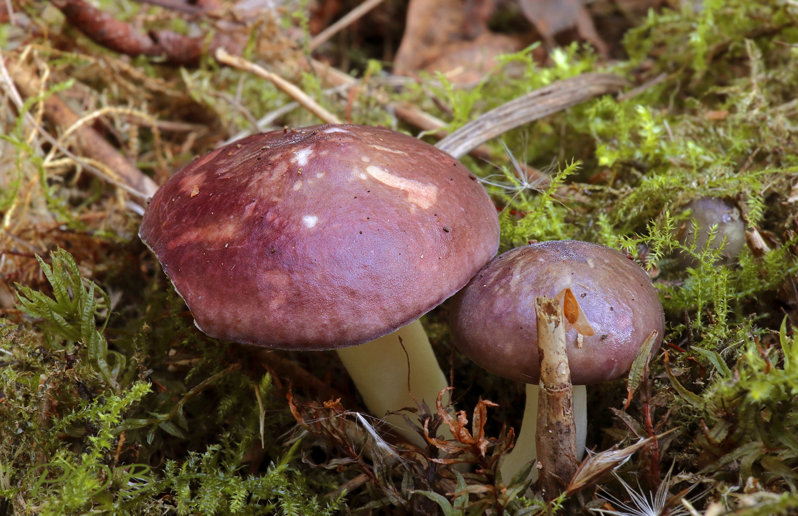 Russula unicolor