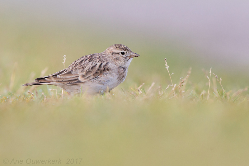 Kortteenleeuwerik - Greater Short-toed Lark - Calandrella brachydactyla