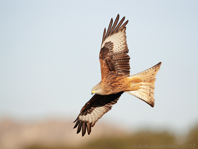 Red Kite - Rode Wouw - Milvus milvus