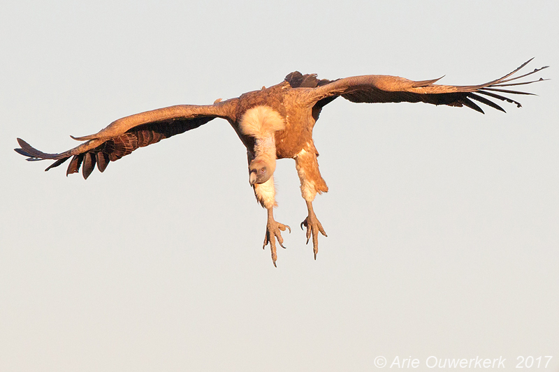 Vale Gier - Griffon Vulture - Gyps fulvus