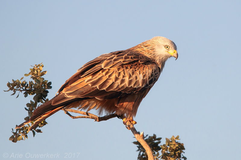 Red Kite - Rode Wouw - Milvus milvus