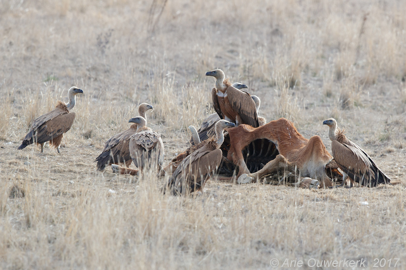 Vale Gier - Griffon Vulture - Gyps fulvus