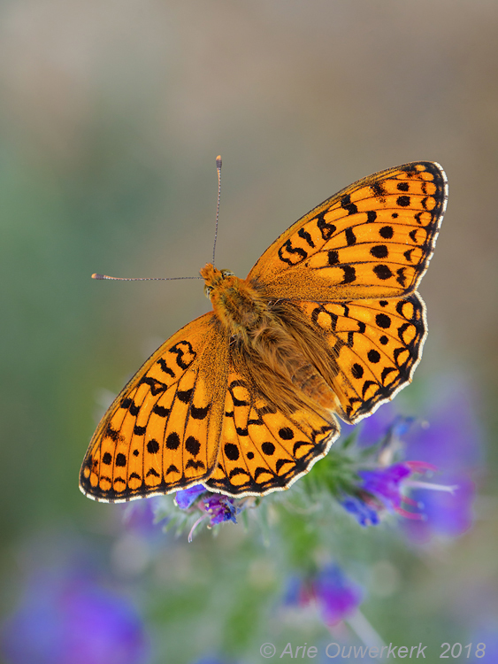 Duinparelmoervlinder - Niobe Fritillary - Argynnis niobe