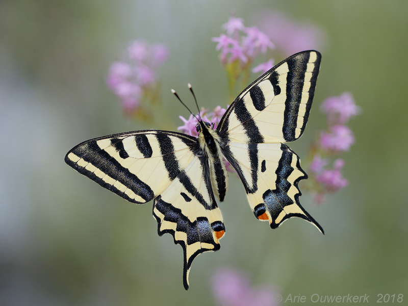 Zuidelijke Koninginnenpage - Southern Swallowtail - Papilio alexanor