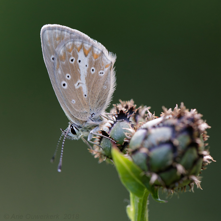 Zilverbruin Blauwtje - Silvery Argus - Aricia nicias