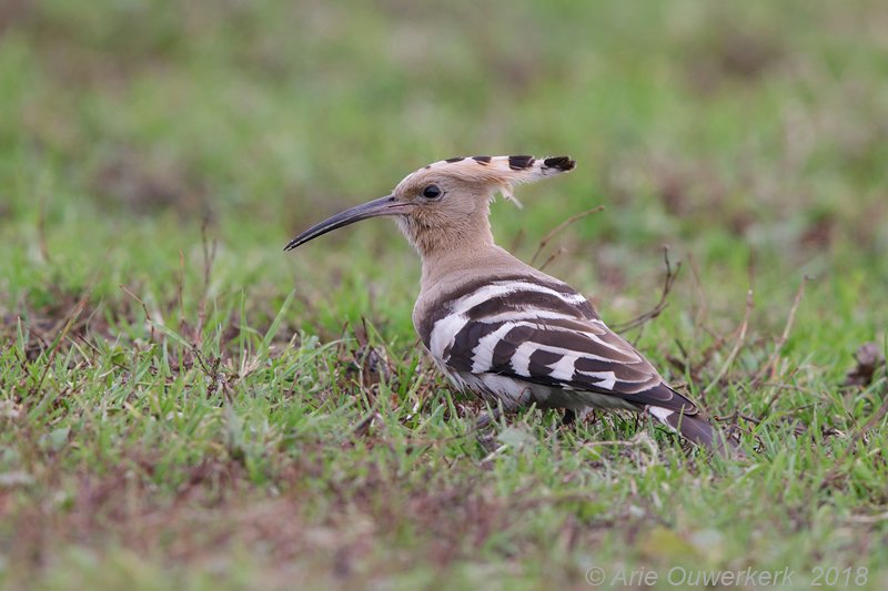 Hop - Eurasian Hoopoe - Upupa epops