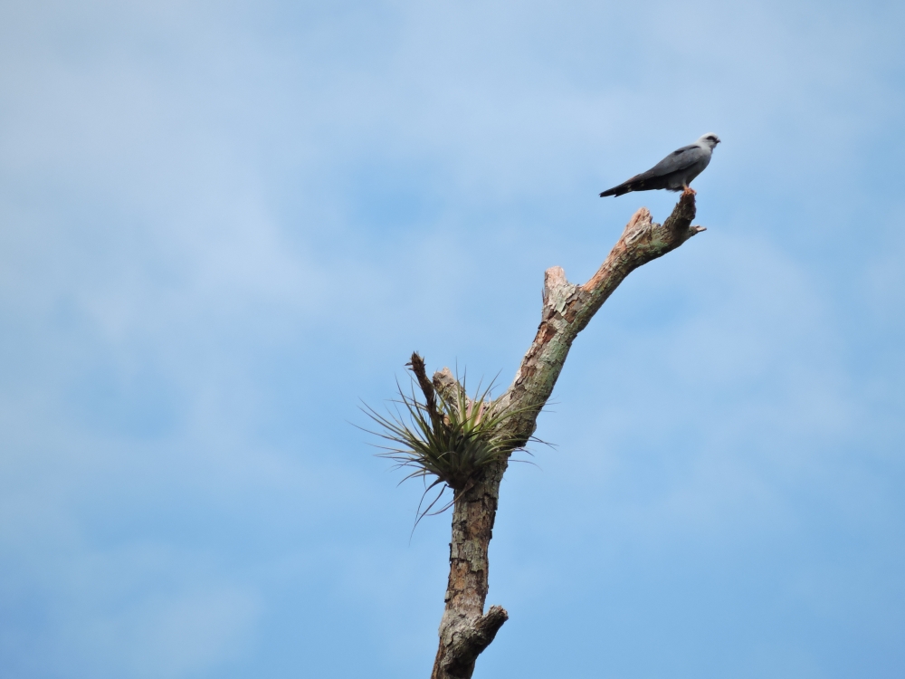 DSCN4019Barrett_20170304_431_Plumbeous Kite.JPG