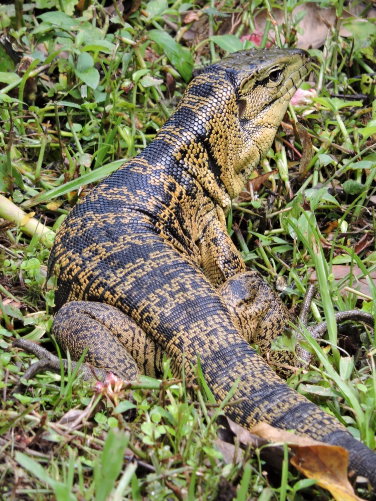 DSCN4471Barrett_20170307_730_Golden Tegu Lizard.JPG