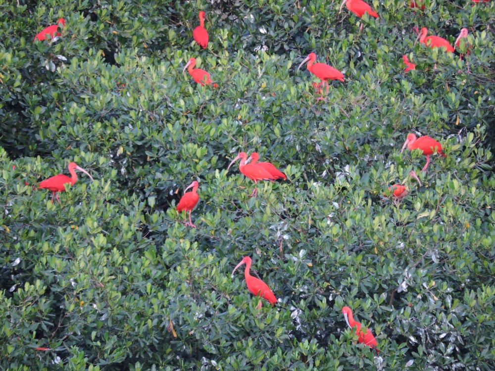 DSCN4738Barrett_20170308_930_Scarlet Ibis.JPG
