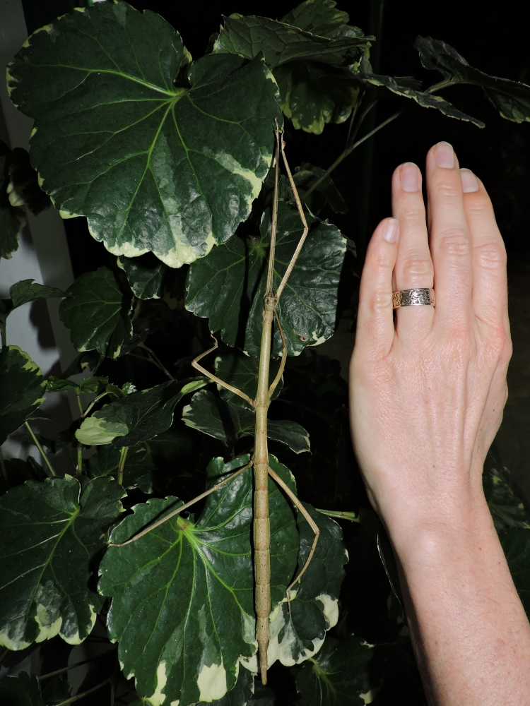DSCN4743Barrett_20170308_934_stick insect.JPG