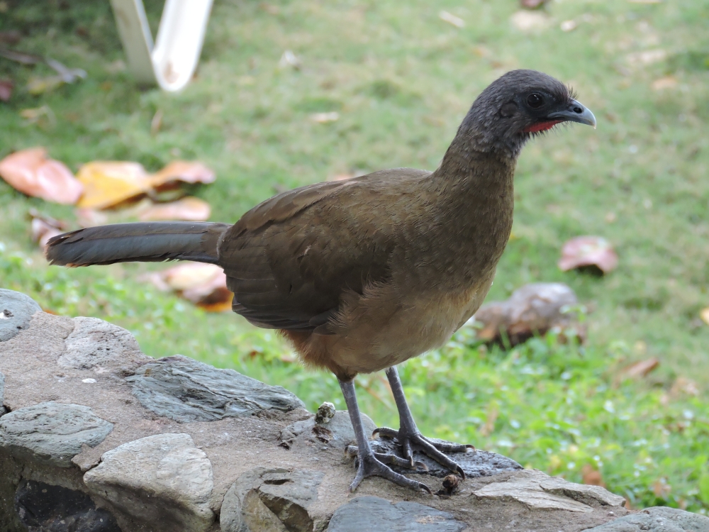 DSCN4843Barrett_20170309_1015_Rufous-vented Chachalaca.JPG