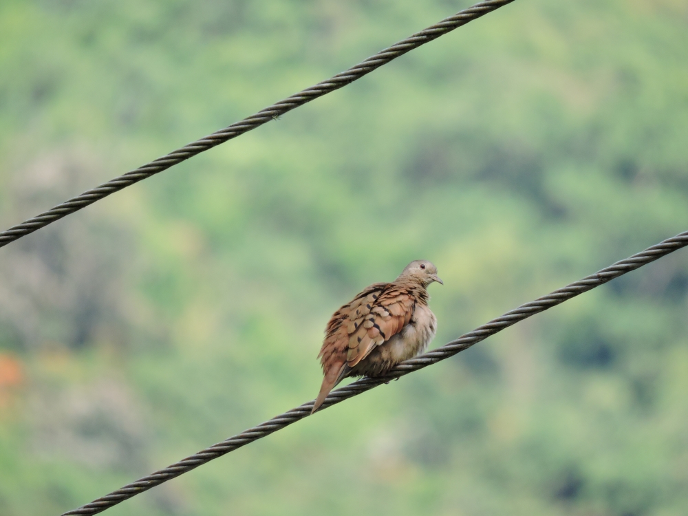 Barrett20180303_0925_Ruddy Ground-Dove.JPG