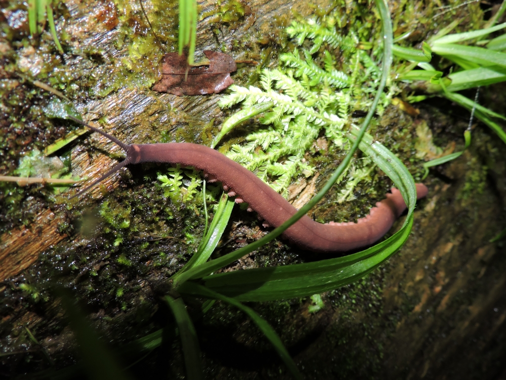 Barrett20180304_2033_Velvet Worm.JPG