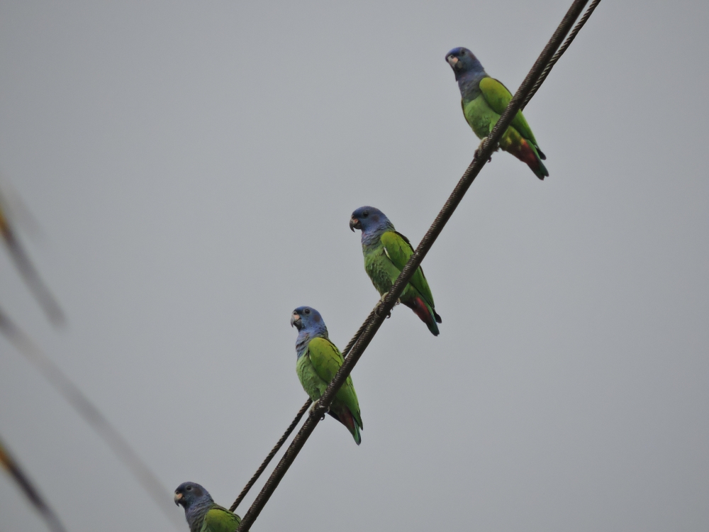 Barrett20180305_1548_Blue-headed Parrots.JPG