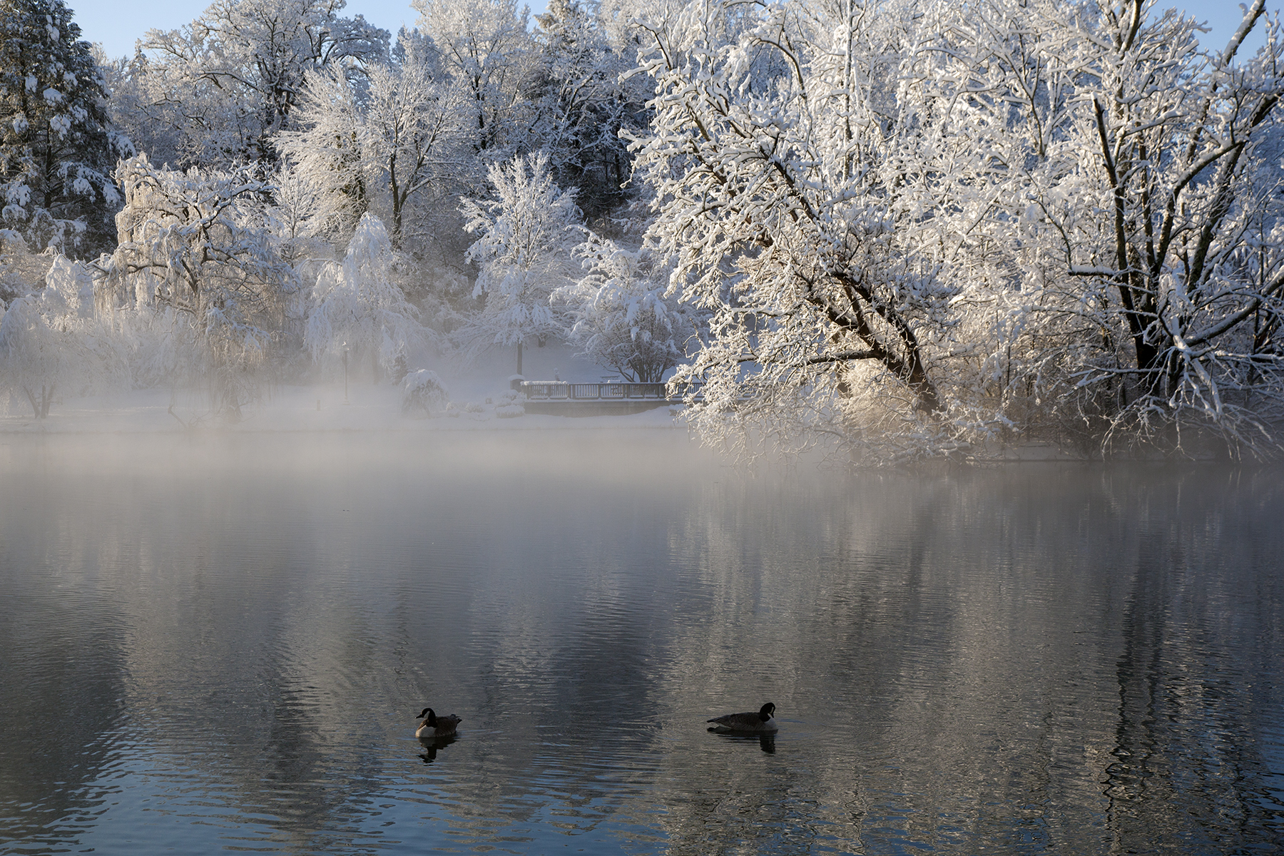 The Duck Pond: The Morning After A Snowstorm