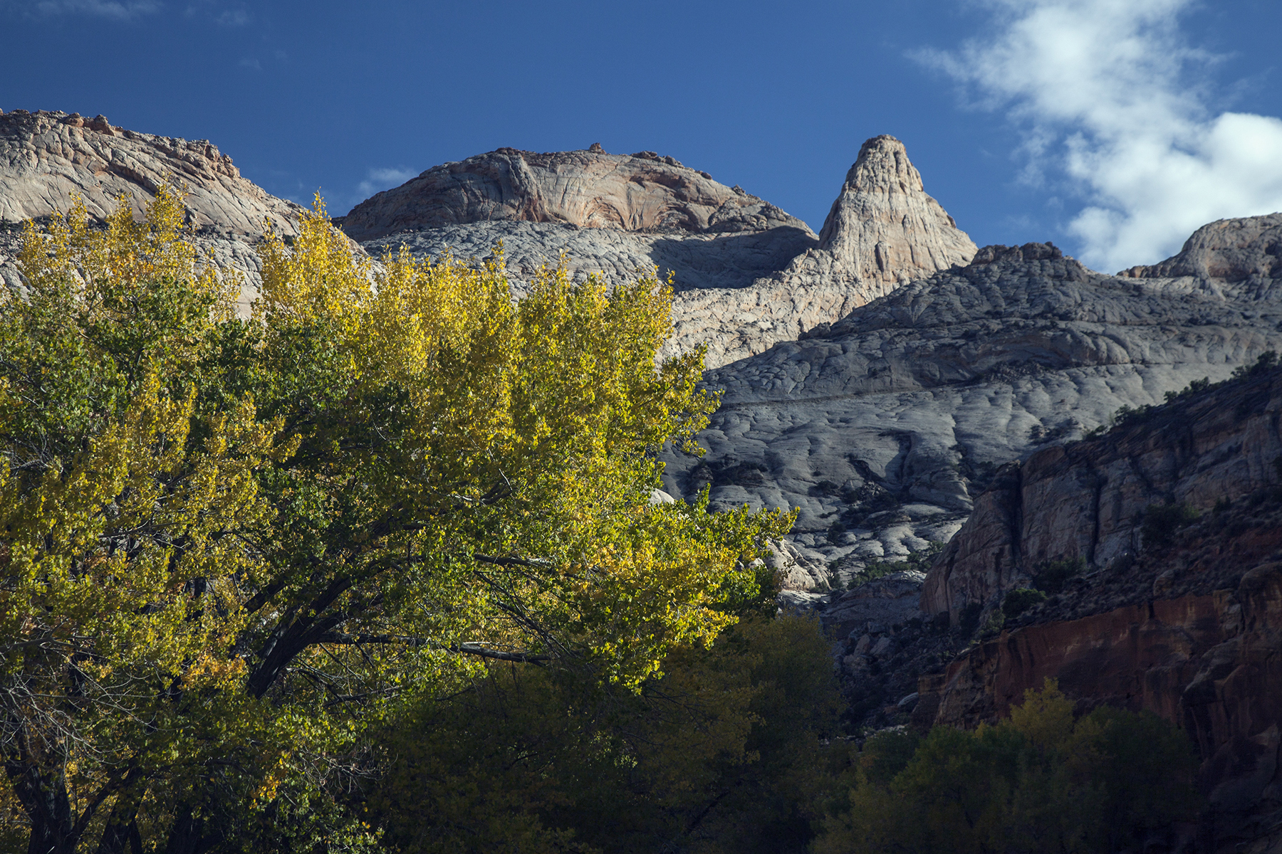 Autumn Yellows, Capitol Reef national Park, Utah