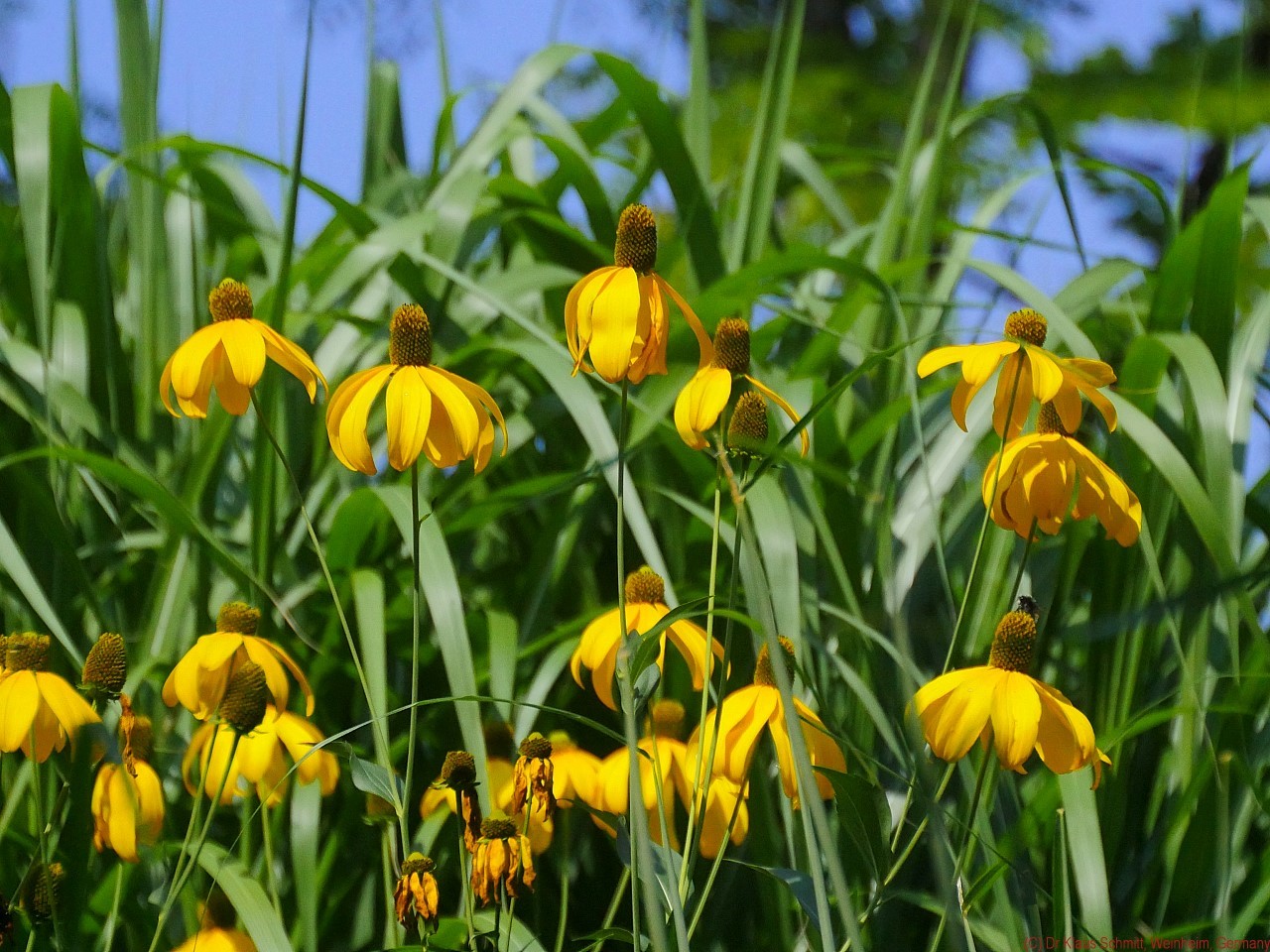 Rudbeckia_nitida_2018_VIS_P1740053_c.jpg