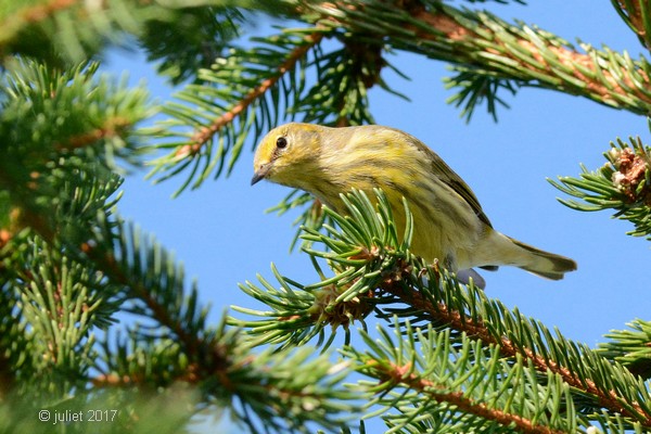 Paruline tigrée (Cape May Warbler)