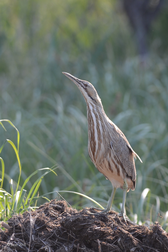 Butor dAmérique (American bittern)