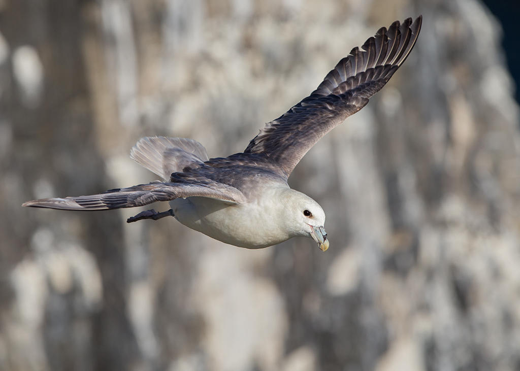 Northern Fulmar    Scotland