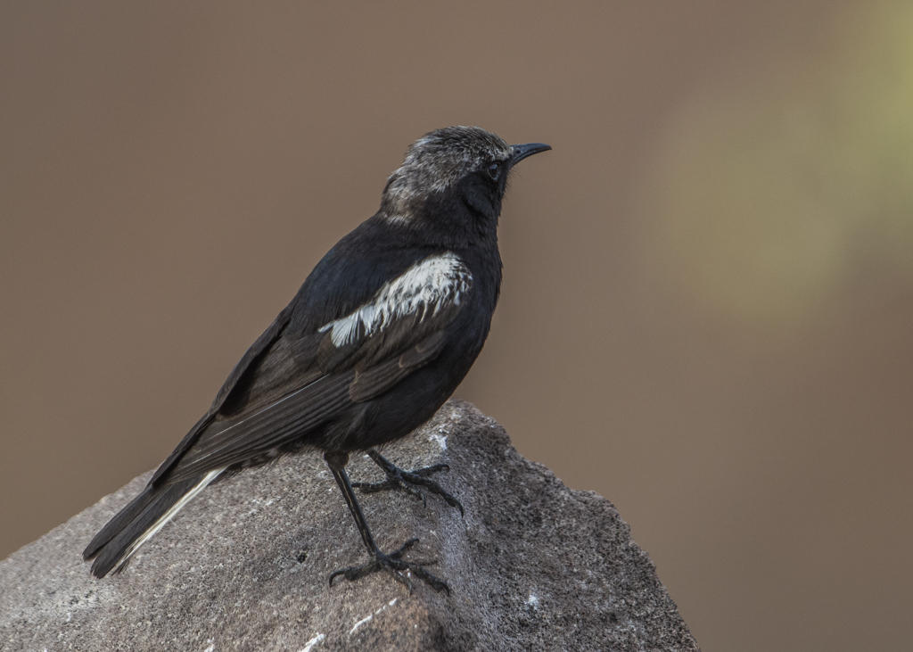 Mountain Wheatear  Oenanthe monticola