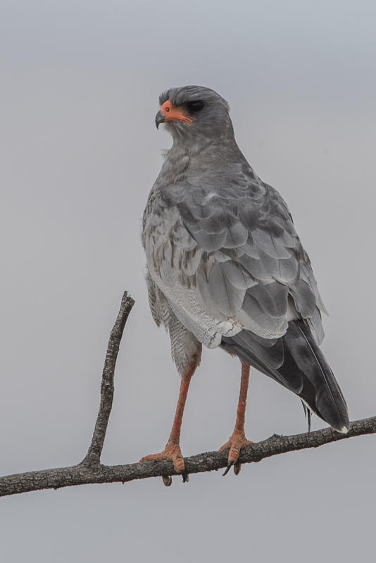 Southern Pale Chanting Goshawk    Namibia