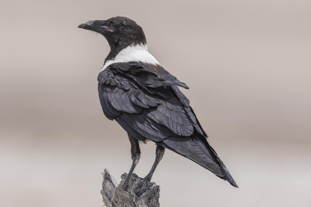 Pied Crow   Corvus albus