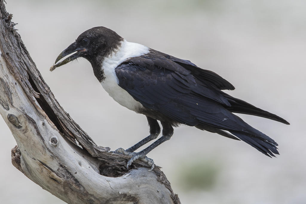 Pied Crow   Corvus albus