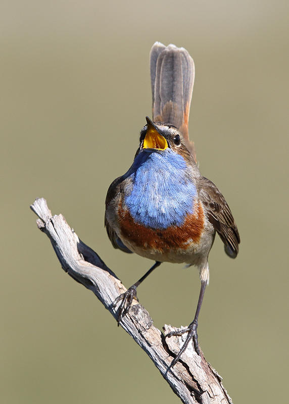 Bluethroat Spain