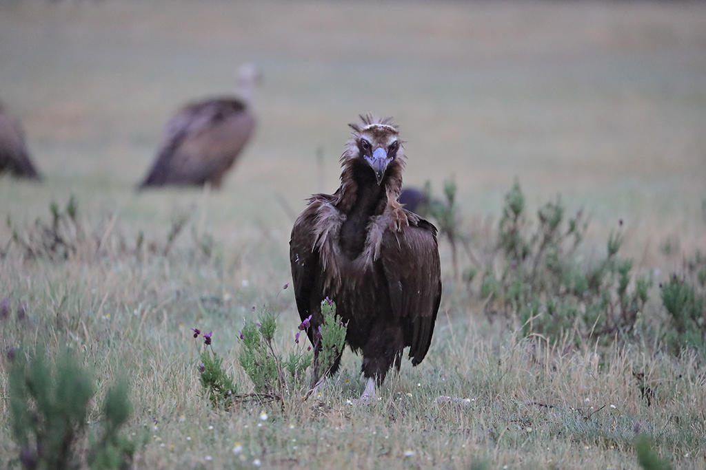 Cinereous (Black) Vulture        Spain