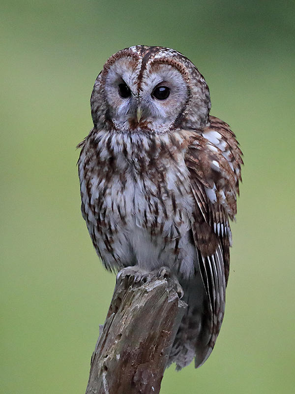 Tawny Owl  Wales