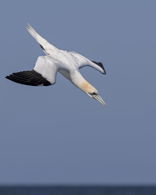 Gannet    Liverpool Bay