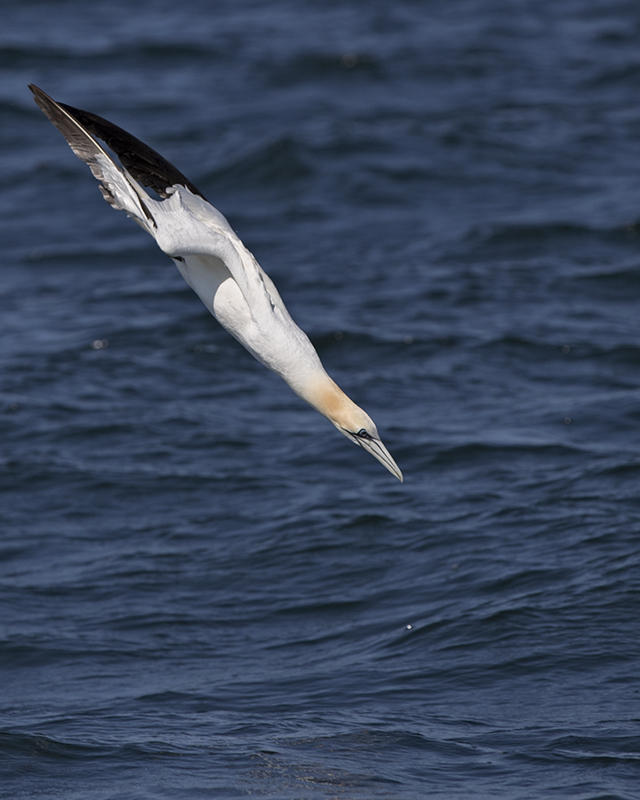 Gannet    Liverpool Bay