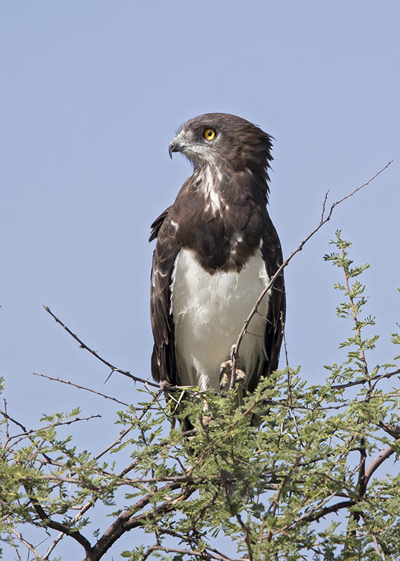 Black-chested Snake Eagle